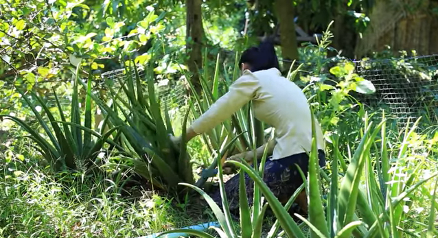 Aloe Vera 