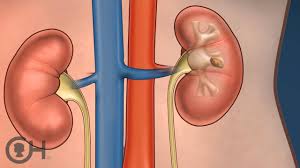 10 essential ways for a healthy kidney