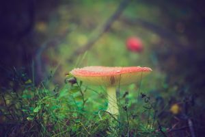 Mushrooms for vitamin D