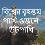 বিশ্বের বৃহত্তম পাখি ওজনে কোনটি?