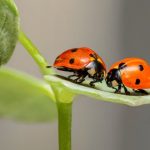 পতঙ্গ প্রাণীদের কিভাবে চেনা যায়?