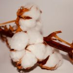 বিশ্বে তুলা রপ্তানিতে শীর্ষ দেশ কোনটি ?