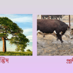 উদ্ভিদ ও প্রাণীর মধ্যে পার্থক্য লিখ?