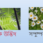 সপুষ্পক ও অপুষ্পক উদ্ভিদের পার্থক্য