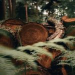 a dialogue about bad effects of deforestation