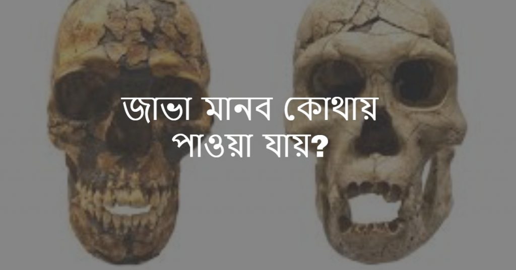 জাভা মানব কোথায় পাওয়া যায় জাভা মানব সম্পর্কে জেনে নিন