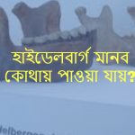 হাইডেলবার্গ মানব কোথায় পাওয়া যায় হাইডেলবার্গ মানব সম্পর্কে জানুন