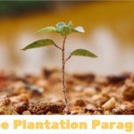 Tree Plantation Paragraph For Class 6, 7, 8, 9, 10, 11, 12