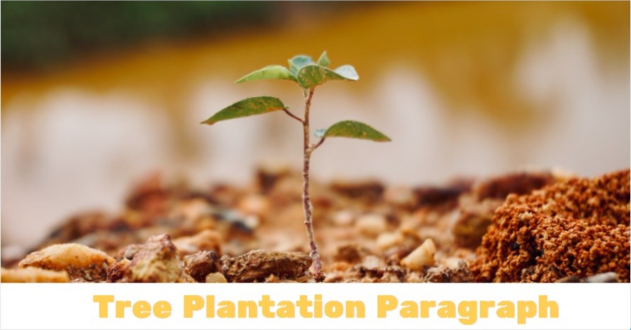 Tree Plantation Paragraph For Class 6, 7, 8, 9, 10, 11, 12