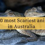10 Scariest Animals in Australia