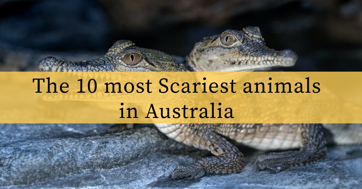10 Scariest Animals in Australia
