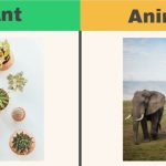 Difference between plant and animal in a tabular form