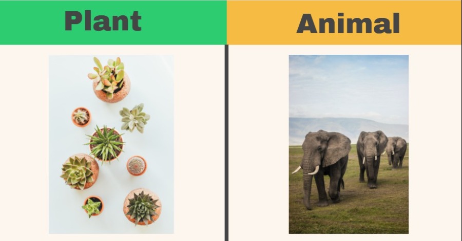 Difference between plant and animal in a tabular form